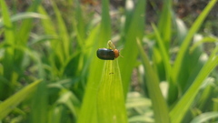 Smaragdina semiaurantiaca
