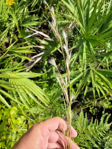 Image of Anatherum campbellii by (c) Jay Horn, some rights reserved (CC BY)