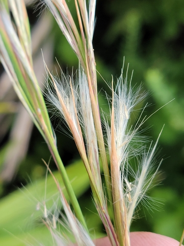 Image of Anatherum campbellii by (c) Jay Horn, some rights reserved (CC BY)