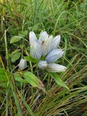 Gentiana × pallidocyanea