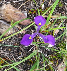 Moraea tripetala tripetala