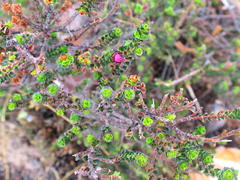 Acmadenia tetragona