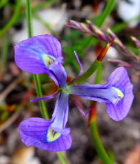 Moraea tripetala tripetala