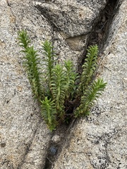 Calceolaria thyrsiflora