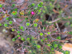 Acmadenia tetragona