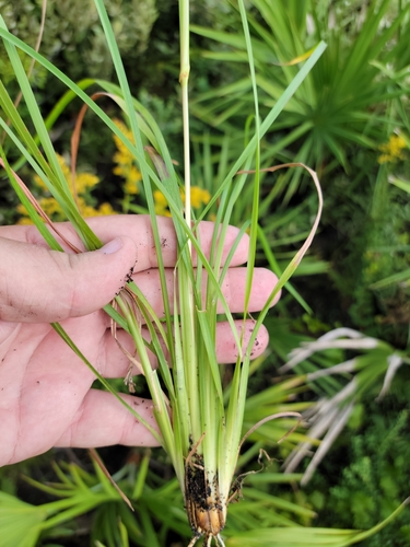 Image of Anatherum campbellii by (c) Jay Horn, some rights reserved (CC BY)
