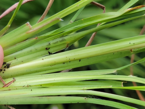 Image of Anatherum campbellii by (c) Jay Horn, some rights reserved (CC BY)