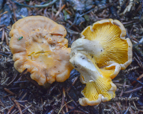 Rainbow Chanterelle