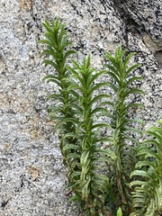 Calceolaria thyrsiflora