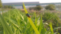 Smaragdina semiaurantiaca