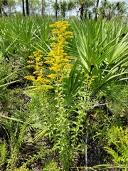 Solidago chapmanii