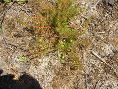 Diastella proteoides