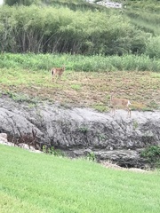 Odocoileus virginianus