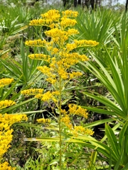 Solidago chapmanii