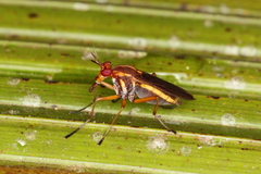 Thecomyia