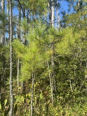 Pinus serotina
