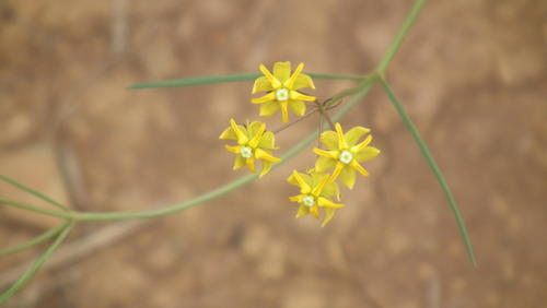 Asclepias aurea (Asclepias aurea)