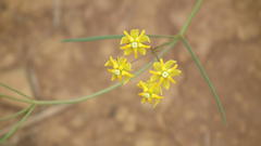 Asclepias aurea