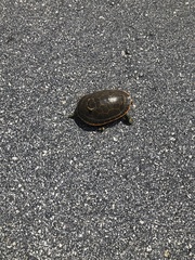 Deirochelys reticularia chrysea