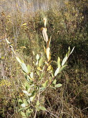 Salix kochiana