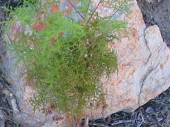 Pelargonium denticulatum