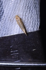 Ypsolopha sp-sw