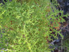 Pelargonium denticulatum