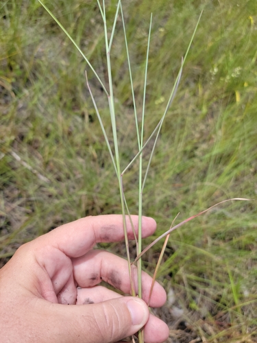 Image of Schizachyrium rhizomatum by (c) Jay Horn, some rights reserved (CC BY)