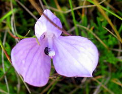 Disa schizodioides