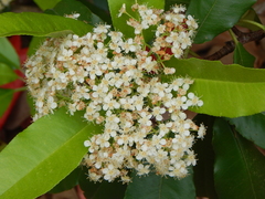 Photinia