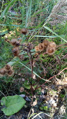 Arctium lappa