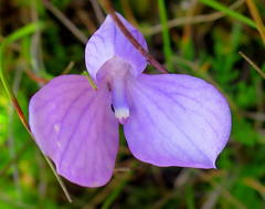 Disa schizodioides