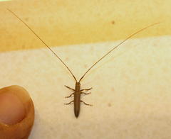 Hyllisia antennata
