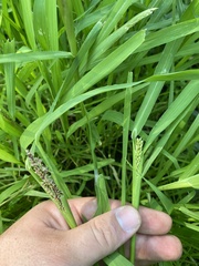 Echinochloa esculenta