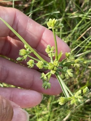 Cyperus pseudovegetus