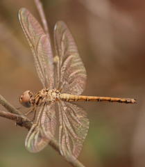 Trithemis werneri