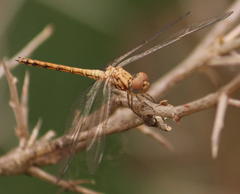 Trithemis werneri