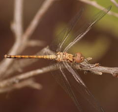 Trithemis werneri