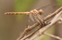 Trithemis werneri