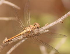 Trithemis werneri