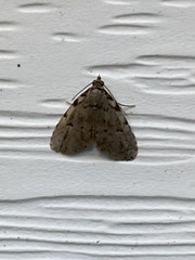 Dyspyralis puncticosta