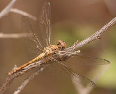 Trithemis werneri