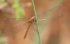 Trithemis werneri