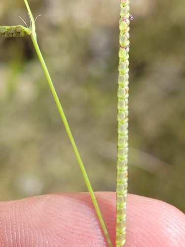 Image of Paspalum blodgettii by (c) Jay Horn, some rights reserved (CC BY)