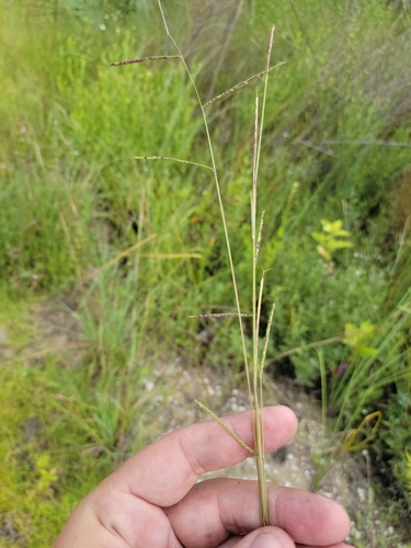 Image of Paspalum blodgettii by (c) Jay Horn, some rights reserved (CC BY)