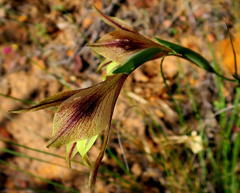 Gladiolus maculatus