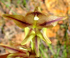Gladiolus maculatus
