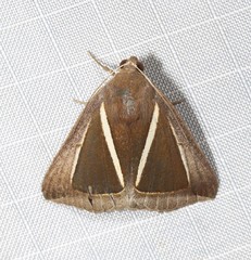 Chalciope alcyona