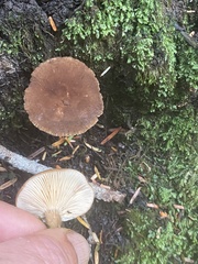 Lactarius fallax
