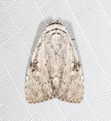 Barasa cymatistis